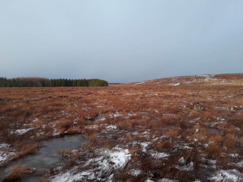Decorative image of wintery Peatland Site